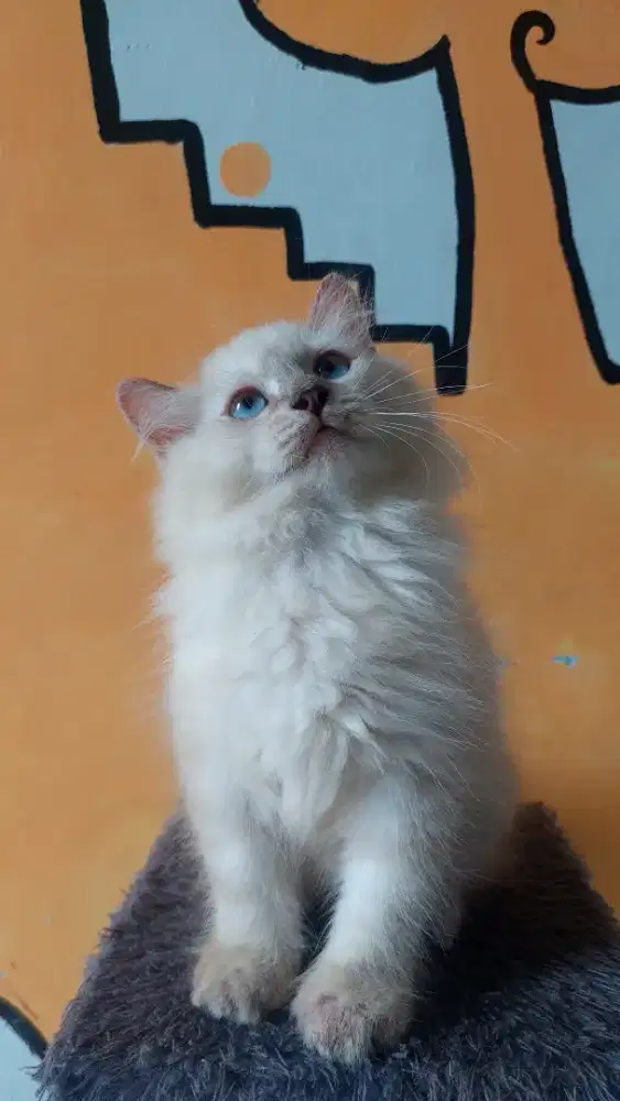 LA kitten persia himalayan
