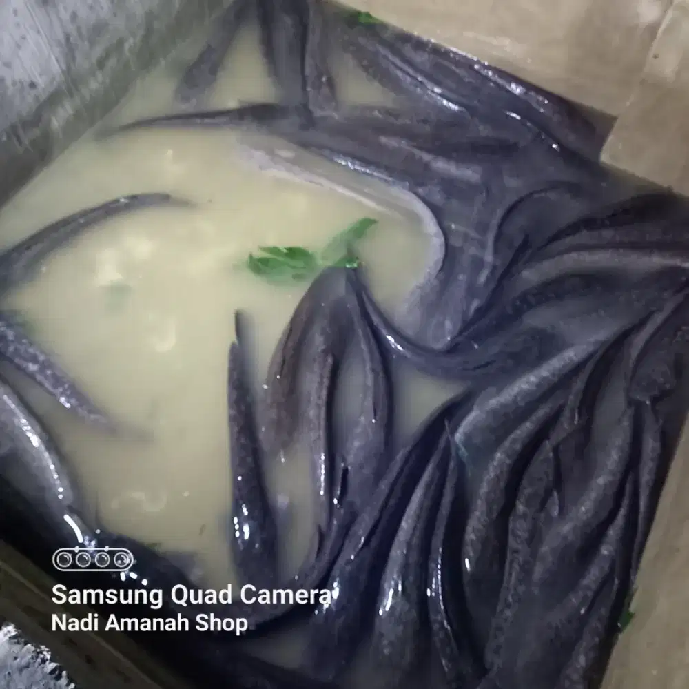 Dijual Ikan Lele Ukuran Besar (Jumbo)