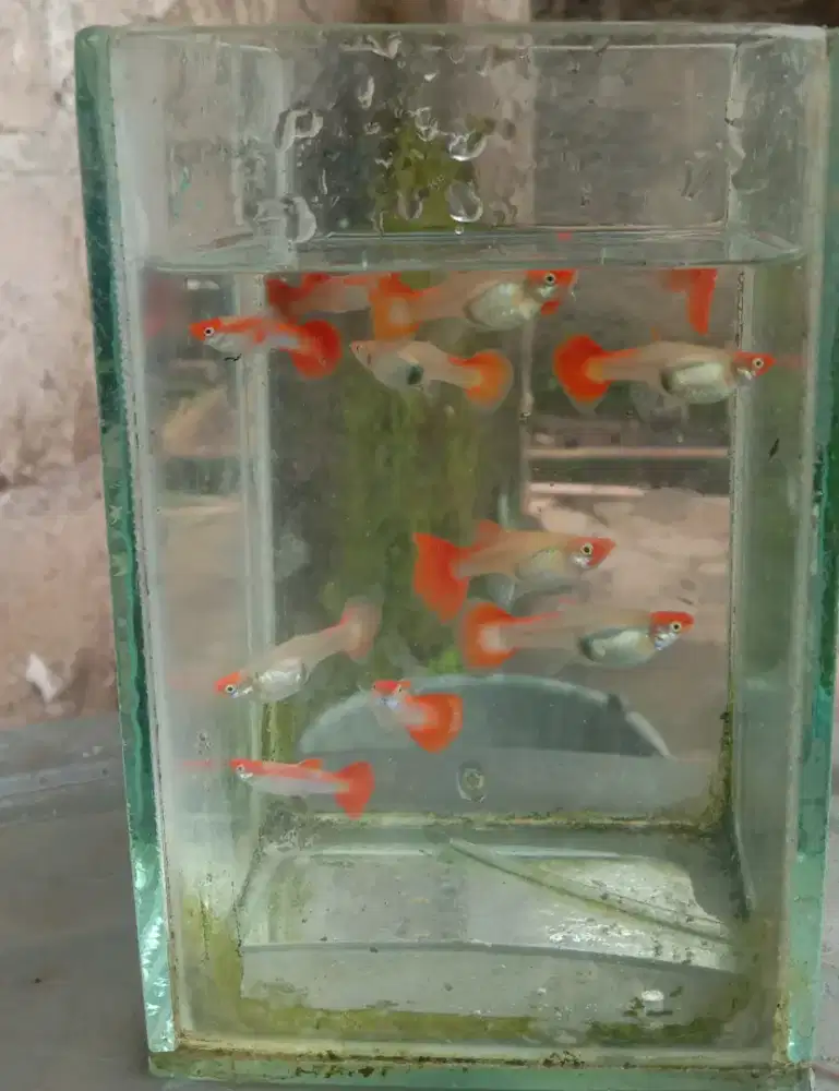 Gupy platinum koi