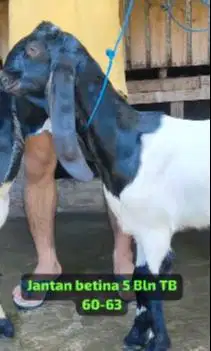 sepasang bakalan kambing etawa PE kaligesing 4-5 bulanan super unggul