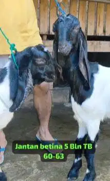 sepasang bakalan kambing etawa PE kaligesing 4-5 bulanan super unggul