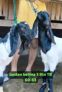 sepasang bakalan kambing etawa PE kaligesing 4-5 bulanan unggulan puas
