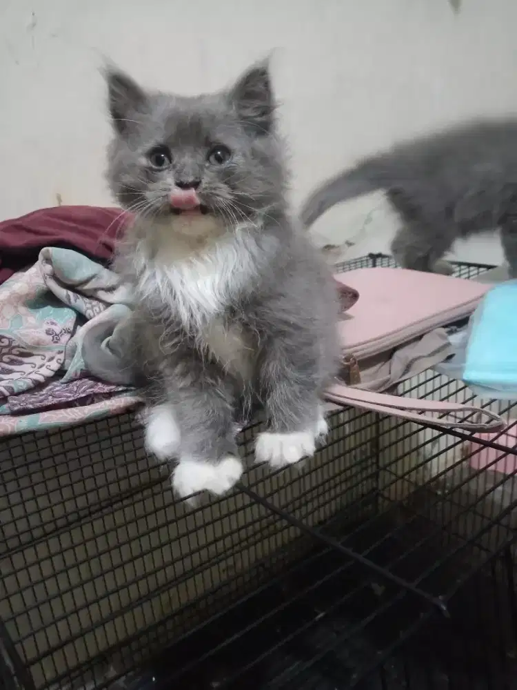 KITTEN PERSIA BETINA DAN JANTAN