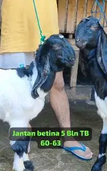 sepasang bakalan kambing etawa kaligesing PE 4-5 bulanan super unggul