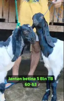 sepasang bakalan kambing etawa kaligesing PE 4-5 bulanan siap ternak