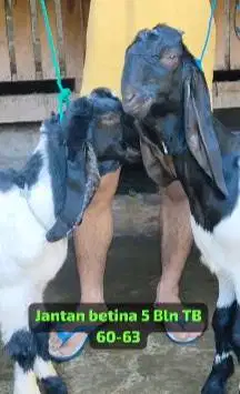 sepasang bakalan kambing etawa PE kaligesing 4-5 bulanan siap ternak