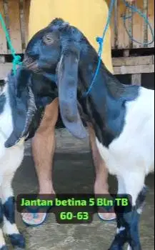 sepasang bakalan kambing etawa PE kaligesing 4-5 bulanan siap ternak