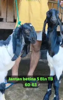 sepasang bakalan kambing etawa PE kaligesing 4-5 bulanan siap ternak