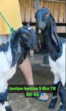 sepasang bakalan kambing etawa PE kaligesing 4-5 bln super unggulan ok