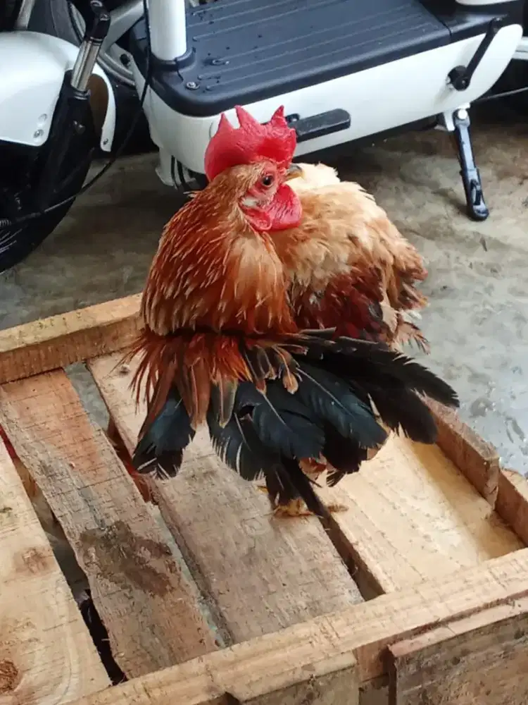 Ayam serama ajib
