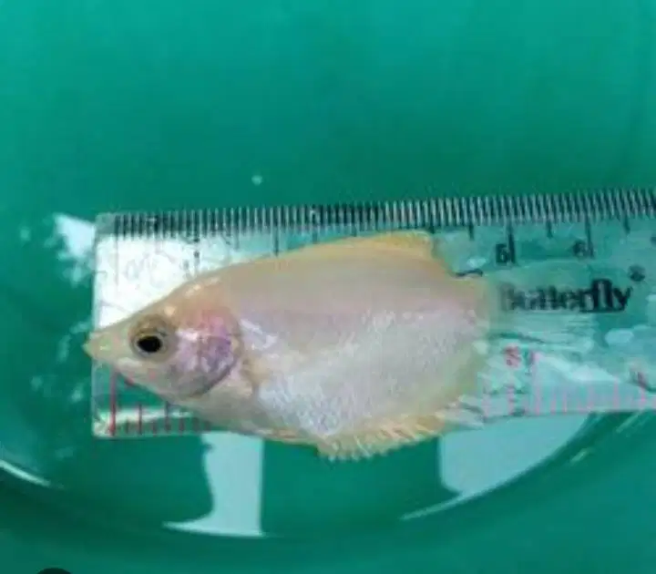 gurame merah (padang) / hitam