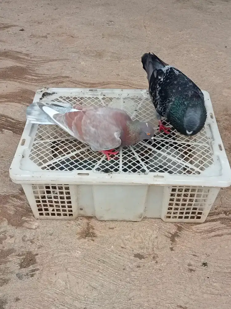 Burung merpati giring