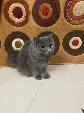 kucing lucu gemesin