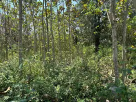Dijual tanah 1.053m2 beserta Pohon Jati diatasnya