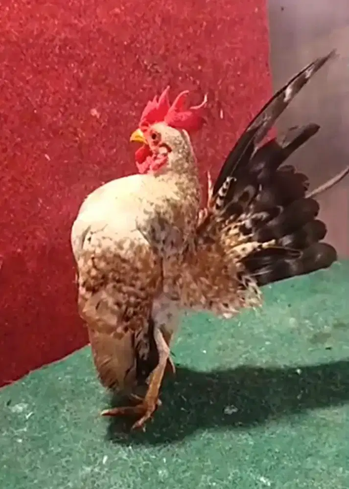 Ayam Serama jantan jali asli.warna langka.unik.di jaksell