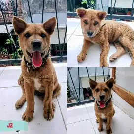 Puppy kintamani jantan