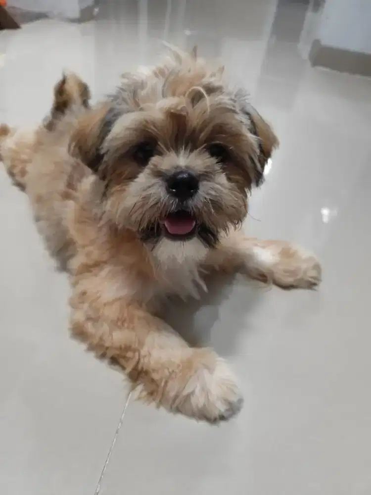 Anak Anjing shihtzu