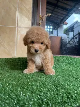 Toy Poodle Nonstambum