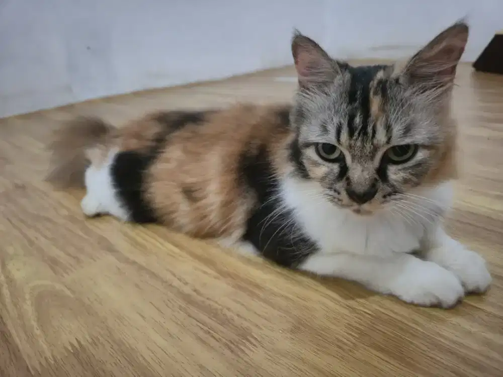 Betina jinak ga bnyak tingkah pendiam