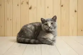 Kucing scottish straigt