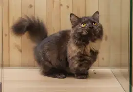 Kucing munchkin betina