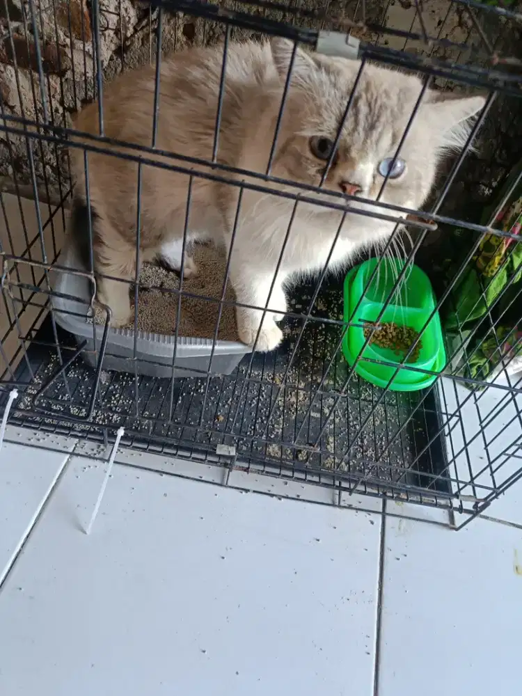 Kucing persia peaknose & ragdoll