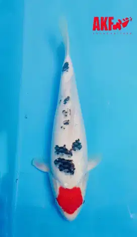 Ikan Koi Tancho Sanke breed AKF 37cm Berpunuk ori Merah pekat HQ