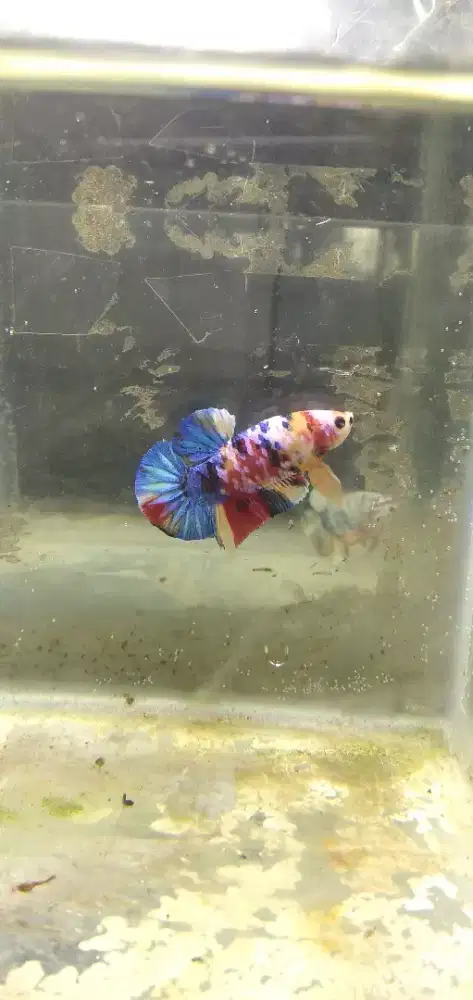 Ikan cupang plakat koi
