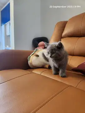 Open Adopt British Shorthair Kitten