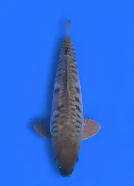 Ikan Koi Soragoi Aragoke 51cm Jumbo