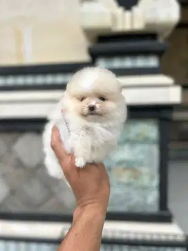 Minipom betina size mini