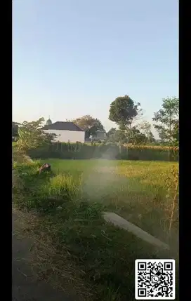 Dijual sawah siap panen di daerah karanganyar|Luas :3100m2