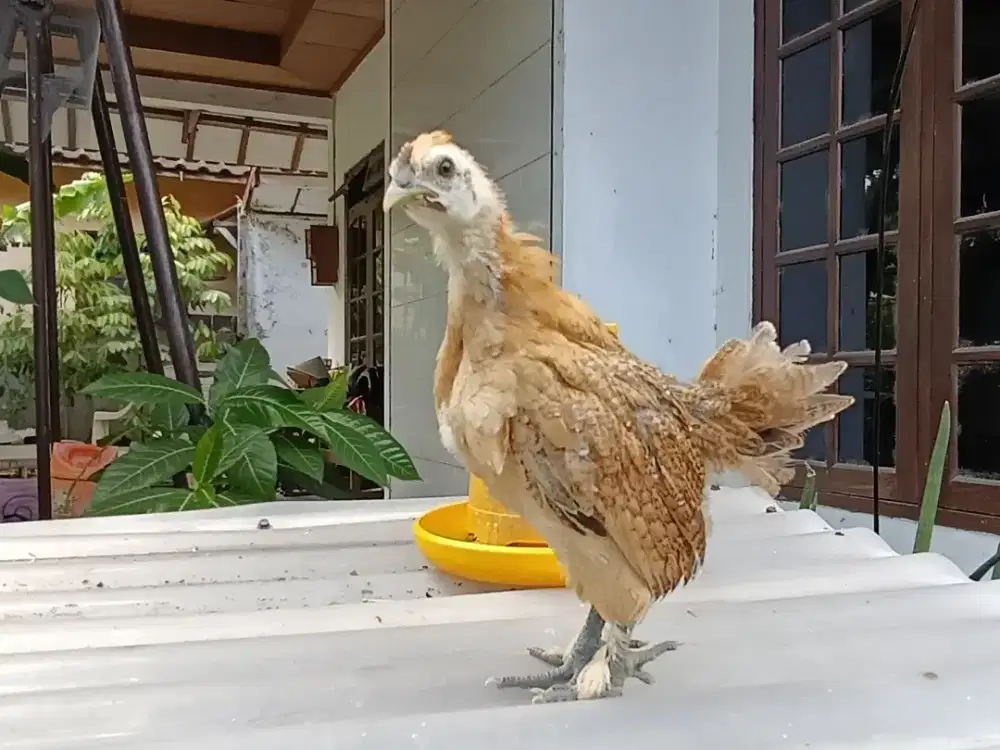 Anakan Ayam Hias Onsiel