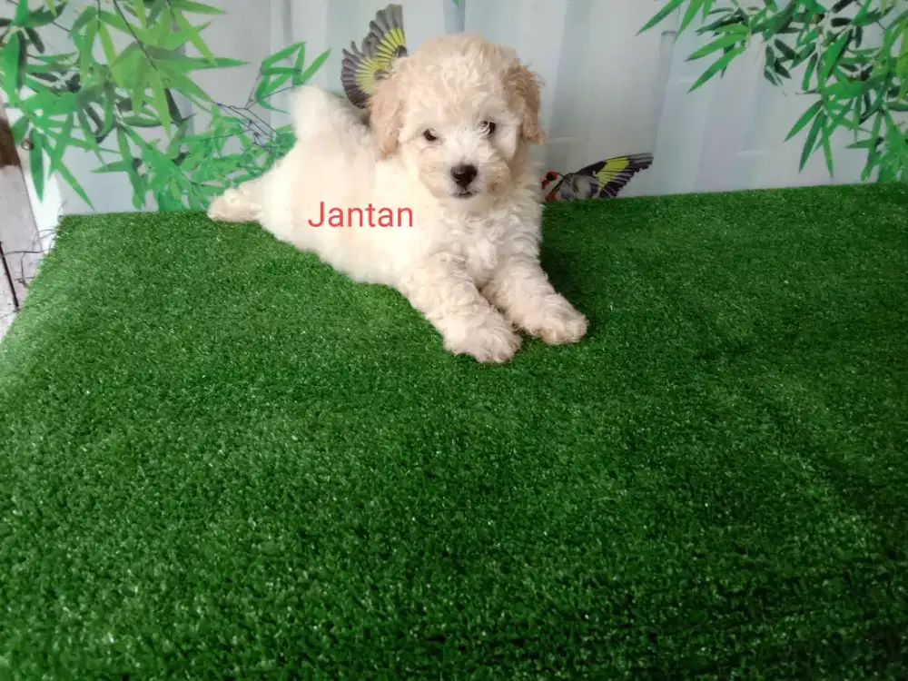 Poodle jantan cakep