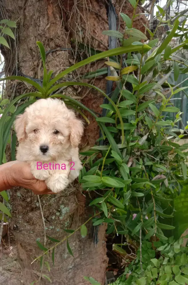 Poodle Betina Cantik