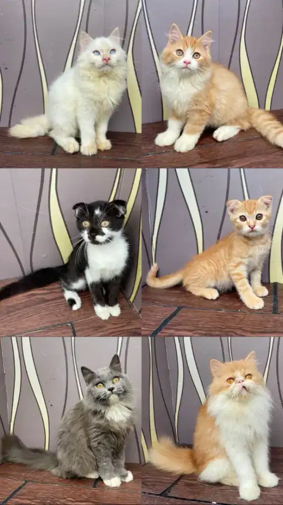 Kucing Persia lucu