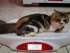 Persia peaknose Munchkin ns
