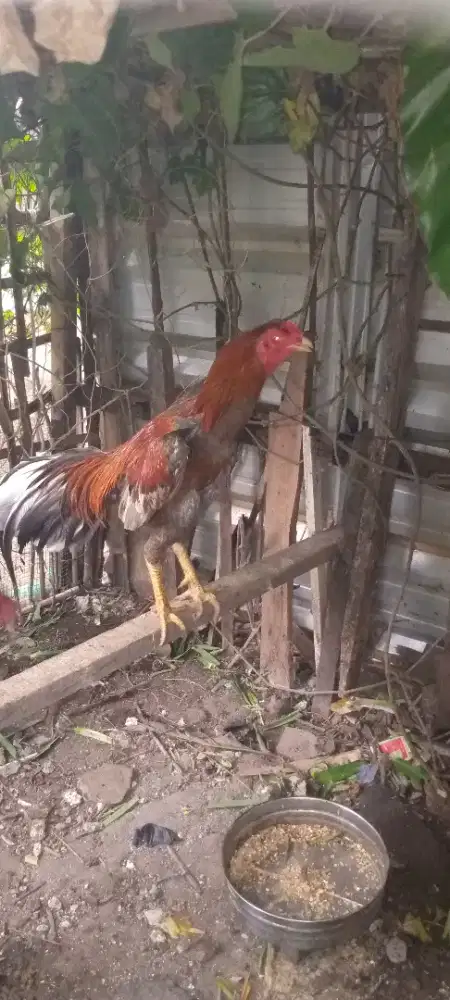 Jua 1 pasang Bangkok mangon F1