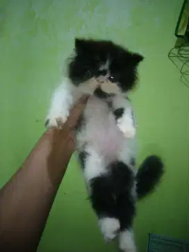 Persia peknose usia 2 bulan