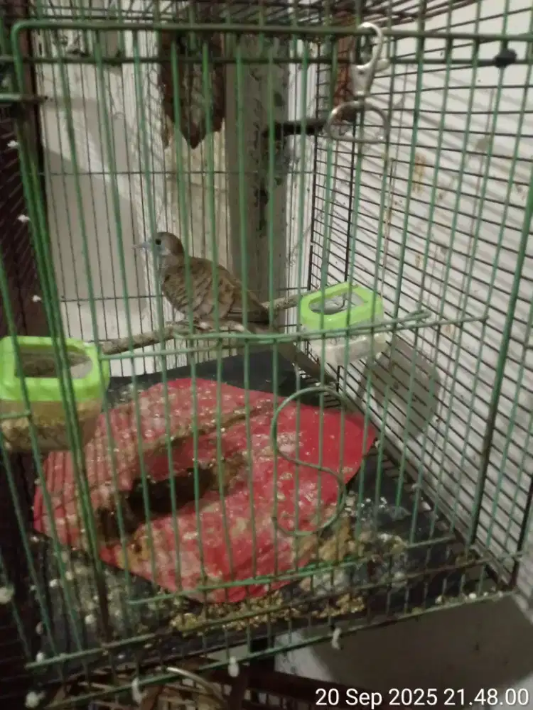 burung perkutut bangkok tumbak cucukan