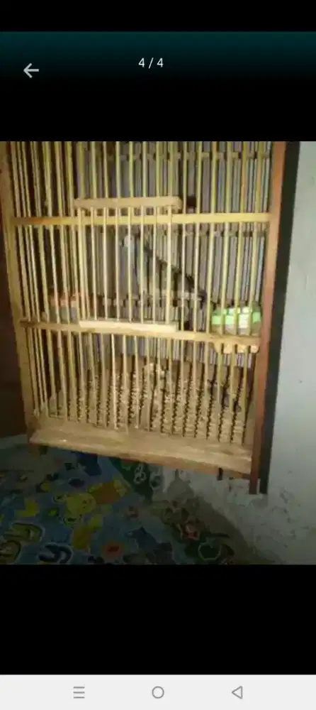 burung perkutut lokal bodi big