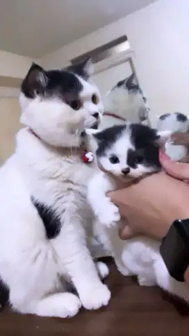 Lepas Adopsi kucing persia BSH