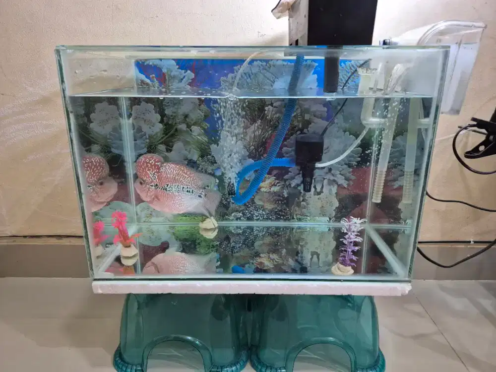 Ikan Louhan Cantik
