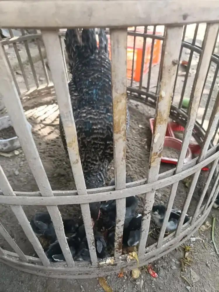 Ayam kampung asli