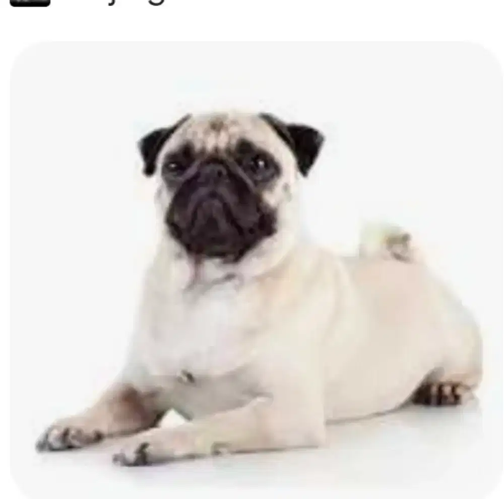 Beli/terima hibah adopsi anjing pug