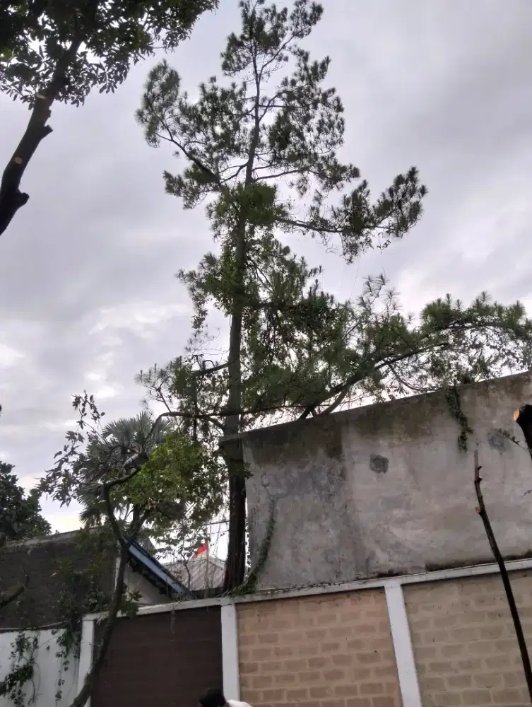 Jasa tebang pohon dan potong rumput