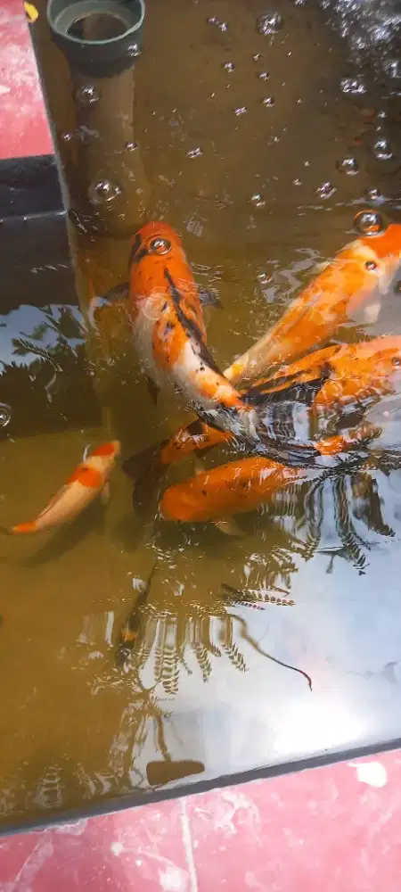 Koi jumbo sehat2x
