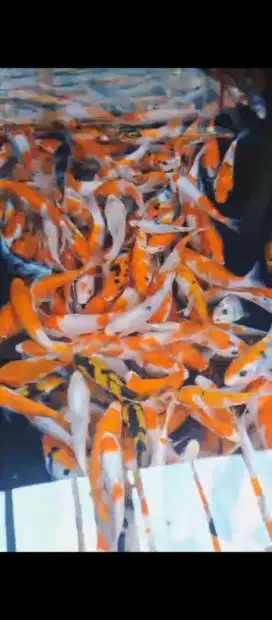 Murmer koi kohaku sanke utshuri