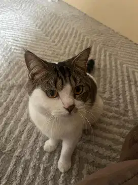 Kucing bsh mix scitish stright jantan