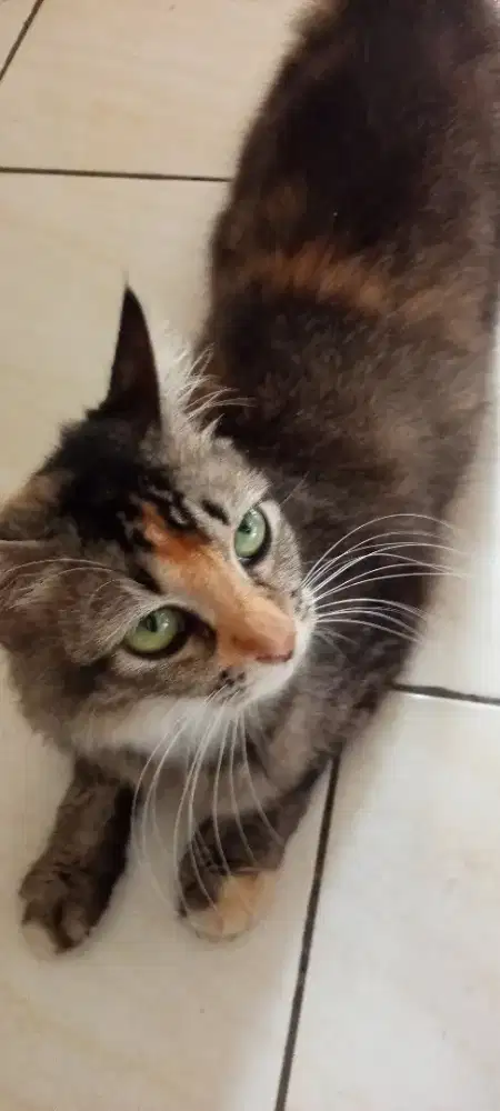 KUCING FEMALE NAN CANTIK.